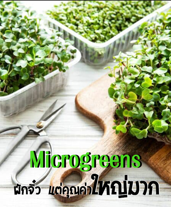 Microgreens ไมโครกรีน ผักจิ๋วที่คุณค่าใหญ่มาก